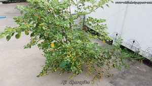 Aji Charapita - Pepper Seeds - White Hot Peppers