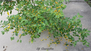 Aji Charapita - Pepper Seeds - White Hot Peppers