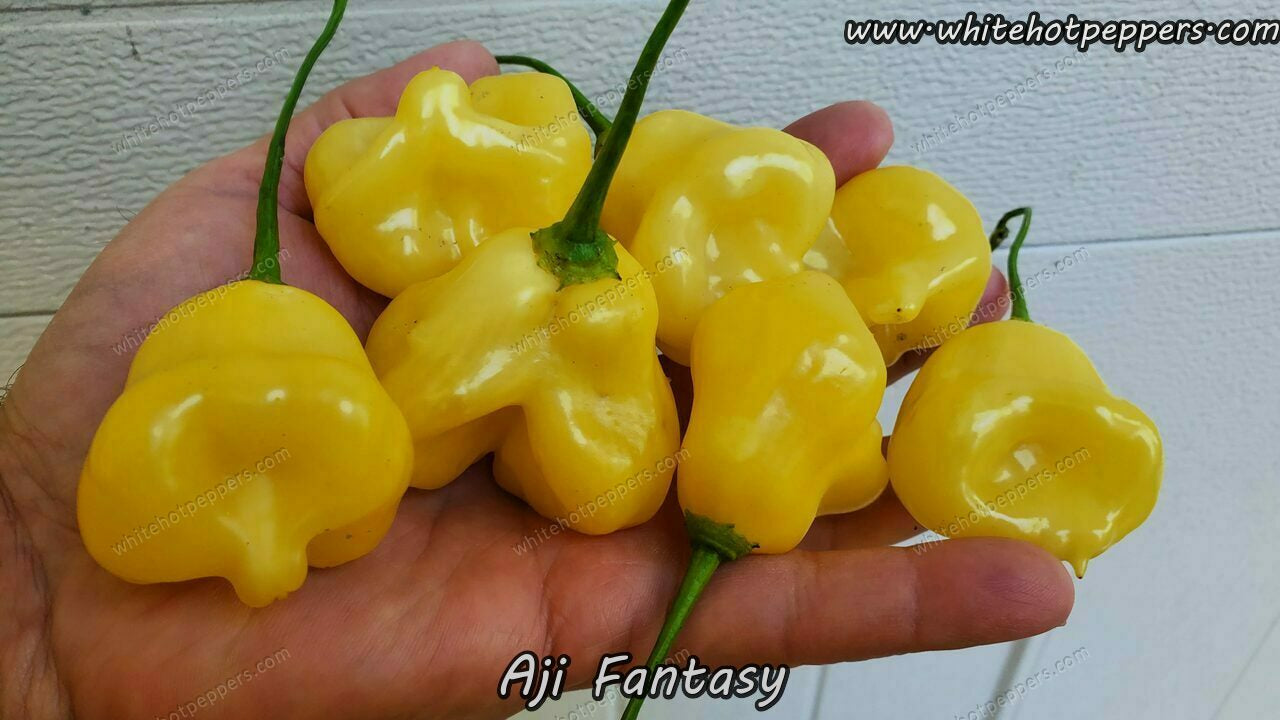 Aji Fantasy - Pepper Seeds - White Hot Peppers