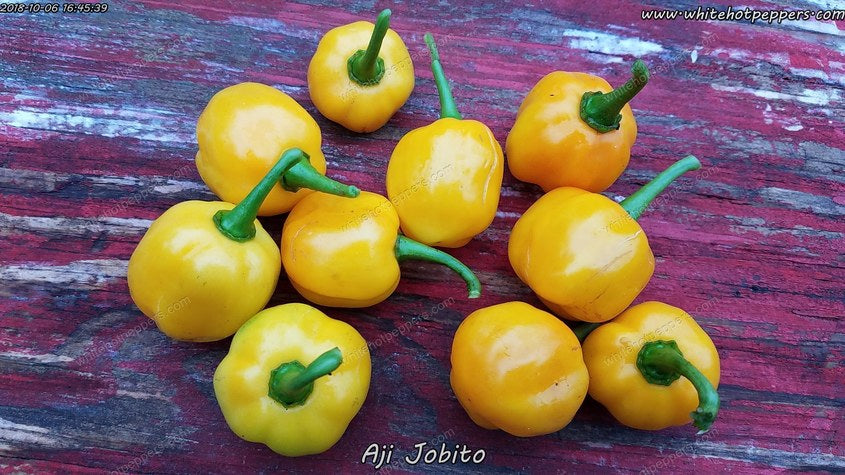 Aji Jobito - Pepper Seeds - White Hot Peppers