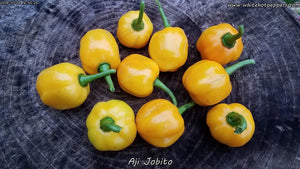 Aji Jobito - Pepper Seeds - White Hot Peppers