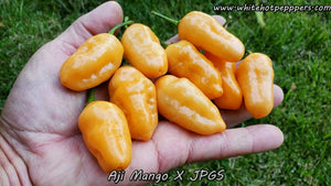 Aji Mango x JPGS - Pepper Seeds - White Hot Peppers