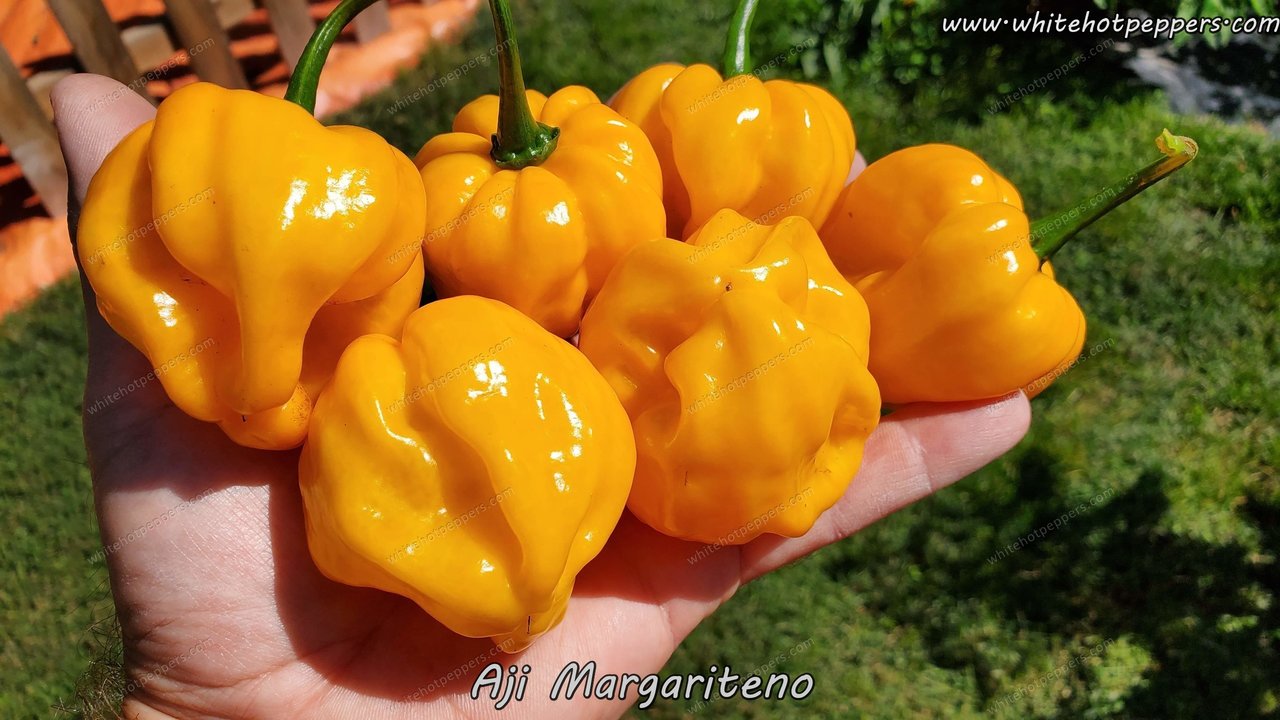 Aji Margariteno - Pepper Seeds - White Hot Peppers