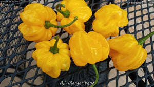 Aji Margariteno - Pepper Seeds - White Hot Peppers