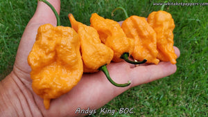 Andy's King BOC - Pepper Seeds - White Hot Peppers