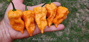 Andy's King BOC - Pepper Seeds - White Hot Peppers