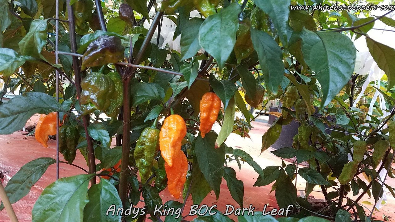Andy's King BOC (Dark Leaf) - Pepper Seeds - White Hot Peppers