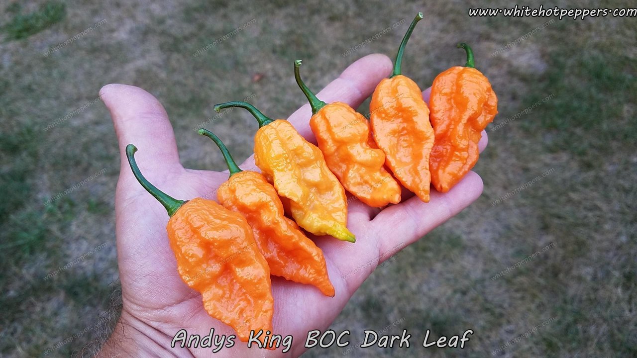 Andy's King BOC (Dark Leaf) - Pepper Seeds - White Hot Peppers
