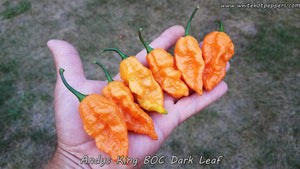 Andy's King BOC (Dark Leaf) - Pepper Seeds - White Hot Peppers