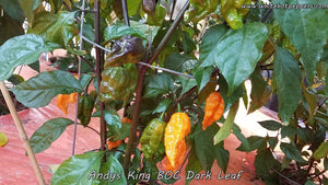Andy's King BOC (Dark Leaf) - Pepper Seeds - White Hot Peppers