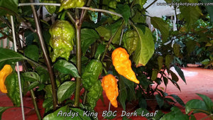 Andy's King BOC (Dark Leaf) - Pepper Seeds - White Hot Peppers
