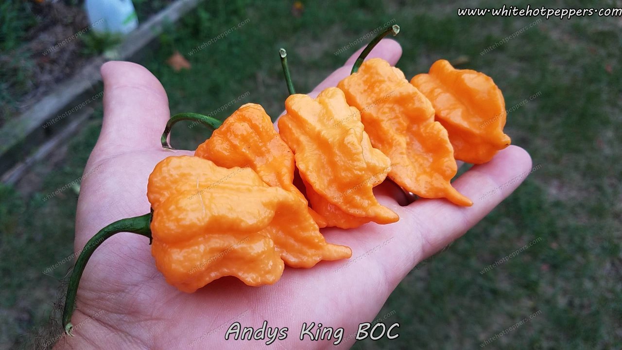 Andy's King BOC - Pepper Seeds - White Hot Peppers