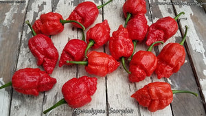 Apocalypse Scorpion - Pepper Seeds - White Hot Peppers