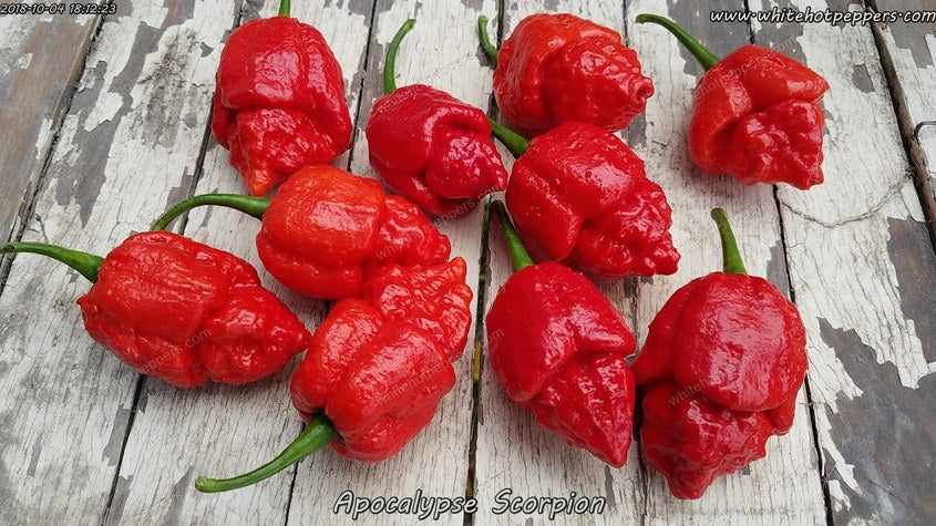 Apocalypse Scorpion - Pepper Seeds - White Hot Peppers