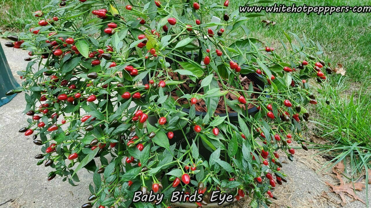 Bird's Eye Baby - Pepper Seeds - White Hot Peppers