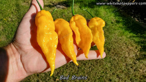 Bad Brains - Pepper Seeds - White Hot Peppers