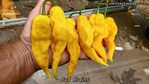 Bad Brains - Pepper Seeds - White Hot Peppers