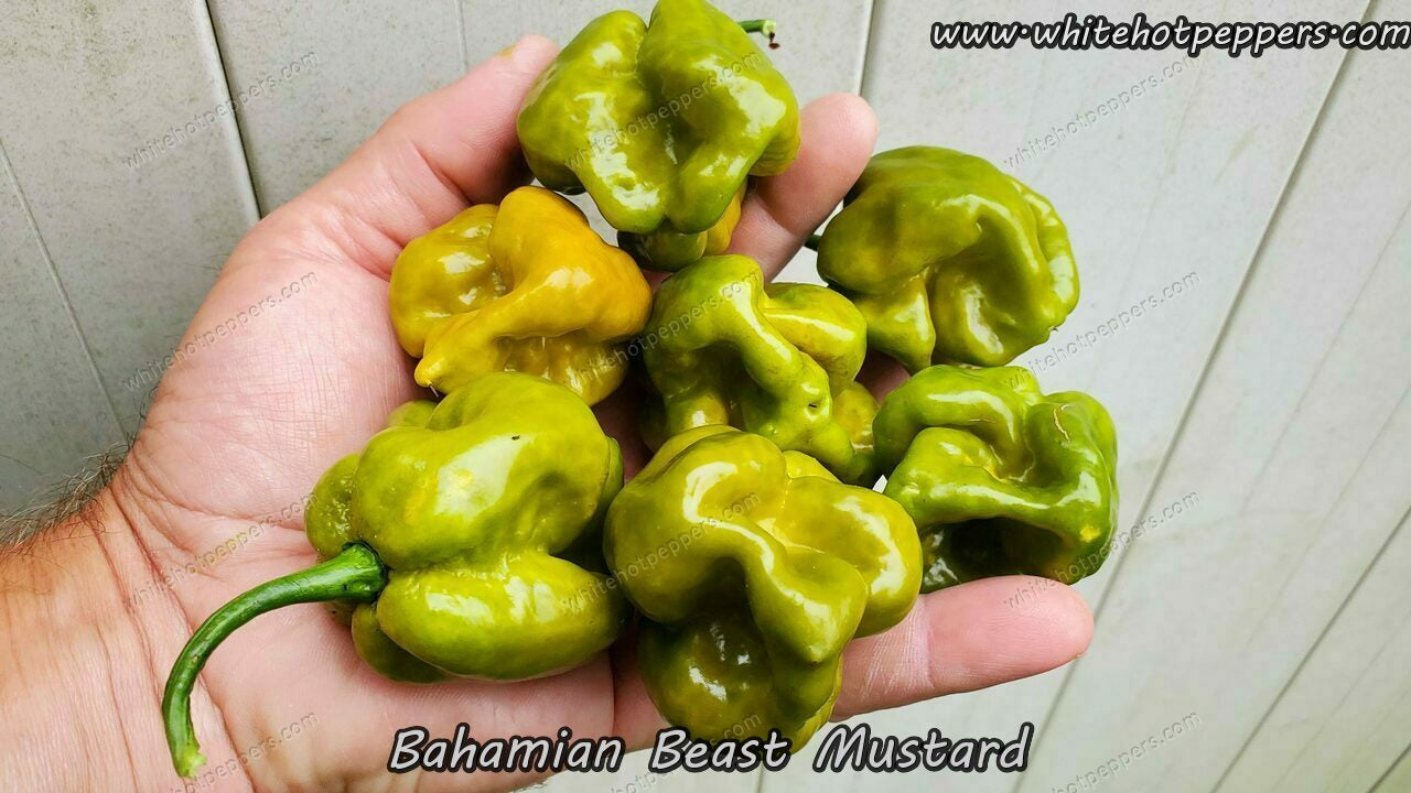 Bahamian Beast Mustard - Pepper Seeds - White Hot Peppers