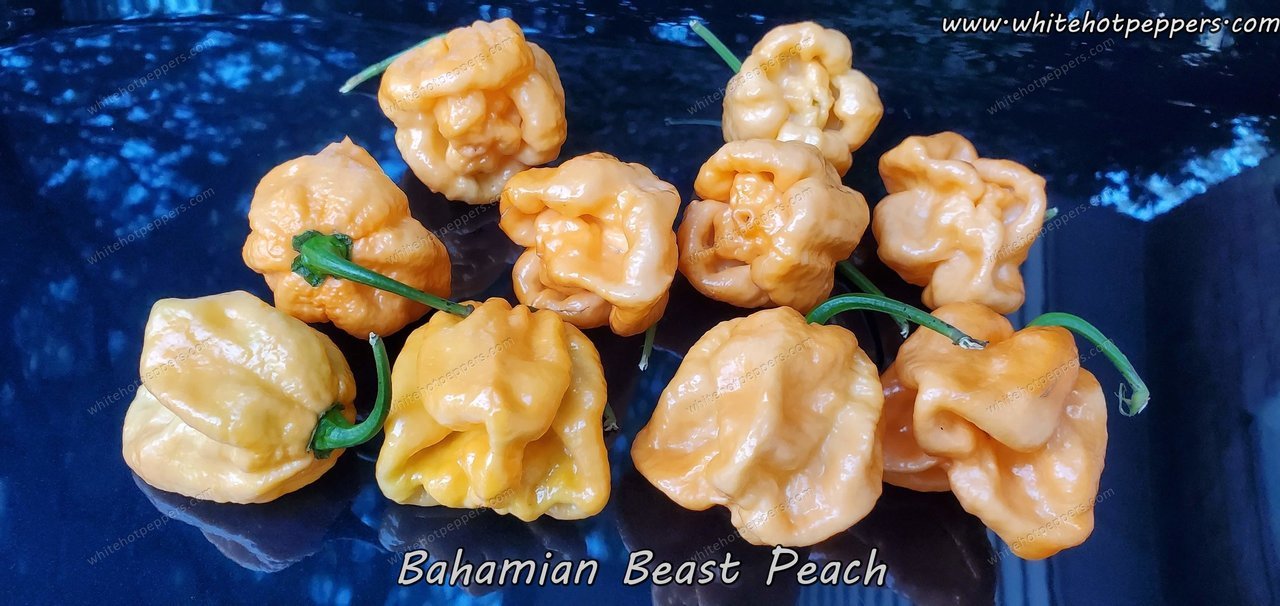 Bahamian Beast Peach - Pepper Seeds - White Hot Peppers