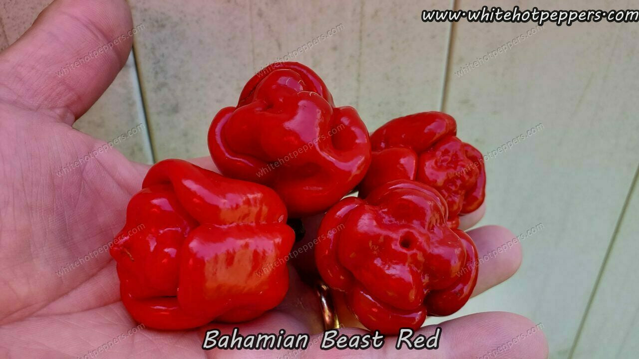 Bahamian Beast Red - Pepper Seeds - White Hot Peppers