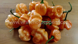 Bahamian Goat - Pepper Seeds - White Hot Peppers