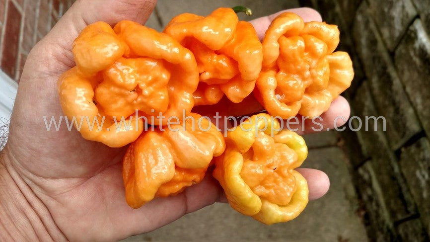 Bahamian Goat - Pepper Seeds - White Hot Peppers