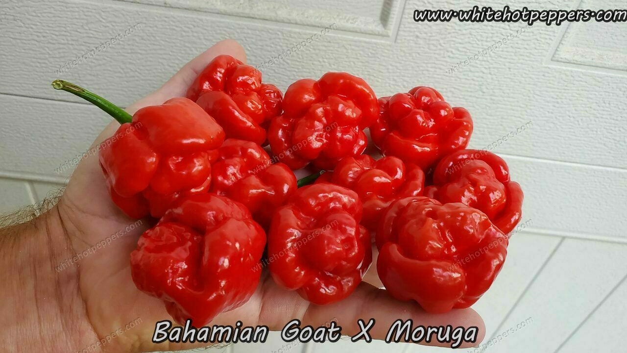 Bahamian Goat x Moruga - Pepper Seeds - White Hot Peppers