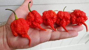 Beast - Pepper Seeds - White Hot Peppers