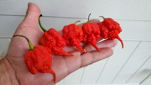 Beast - Pepper Seeds - White Hot Peppers