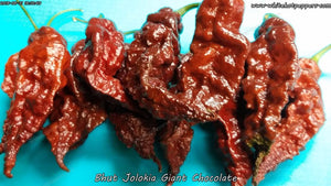 Bhut Jolokia (Ghost) Giant Chocolate - Pepper Seeds - White Hot Peppers