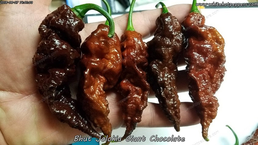 Bhut Jolokia (Ghost) Giant Chocolate - Pepper Seeds - White Hot Peppers