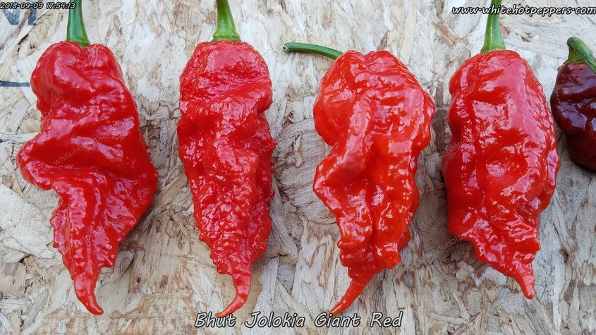 Bhut Jolokia (Ghost) Giant Red - Pepper Seeds - White Hot Peppers