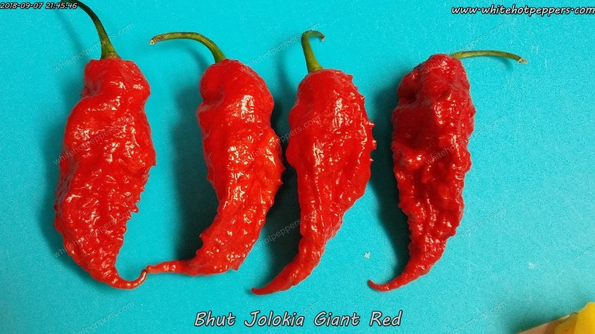 Bhut Jolokia (Ghost) Giant Red - Pepper Seeds - White Hot Peppers