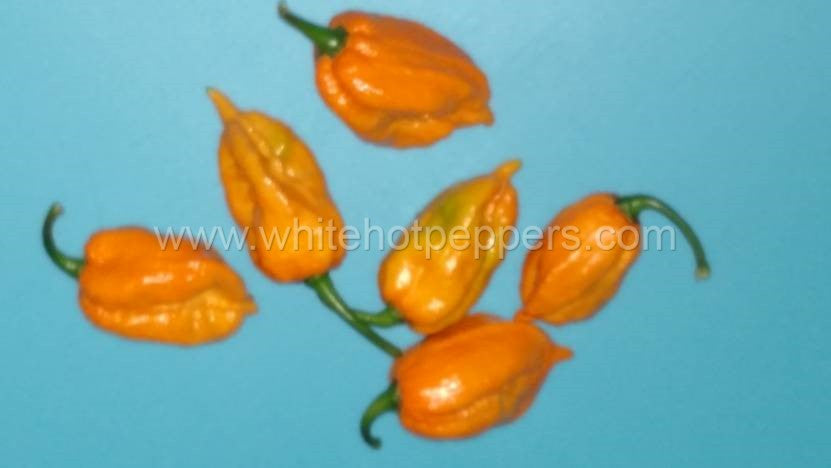 Bhut Orange Copenhagen - Pepper Seeds - White Hot Peppers