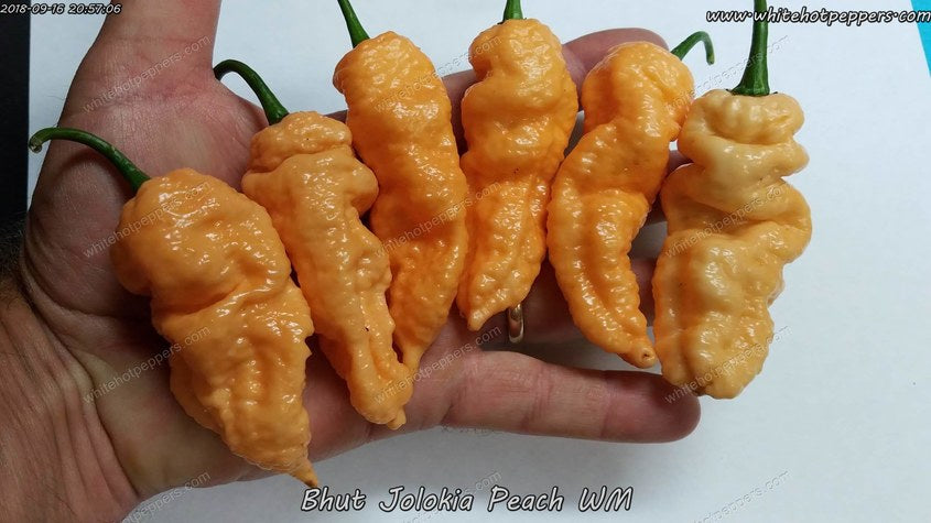 Bhut Jolokia (Ghost) Peach WM - Pepper Seeds - White Hot Peppers