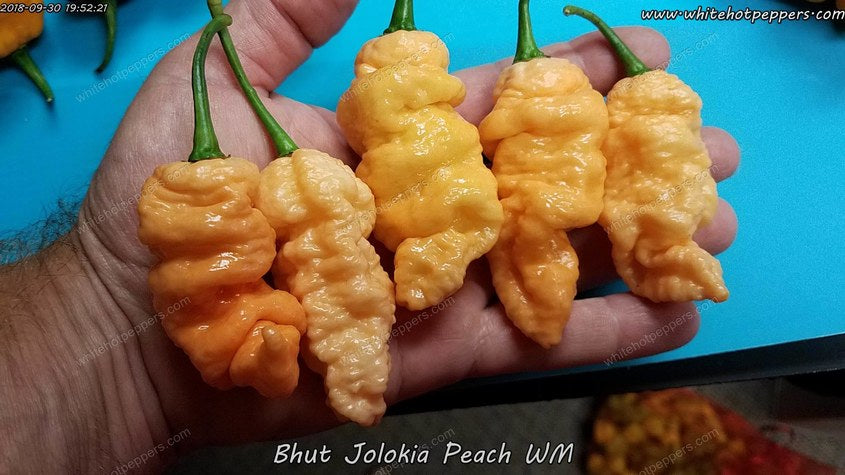 Bhut Jolokia (Ghost) Peach WM - Pepper Seeds - White Hot Peppers