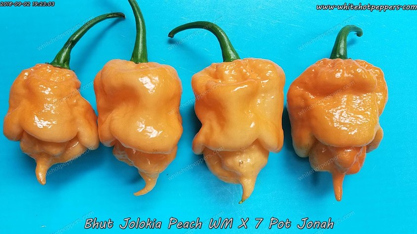 Peach Bhut WM x Jonah - Pepper Seeds - White Hot Peppers