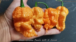 Peach Bhut WM x Jonah - Pepper Seeds - White Hot Peppers