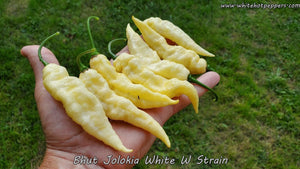 Bhut Jolokia (Ghost) White W Strain - Pepper Seeds - White Hot Peppers