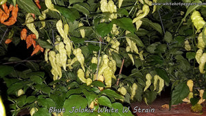Bhut Jolokia (Ghost) White W Strain - Pepper Seeds - White Hot Peppers