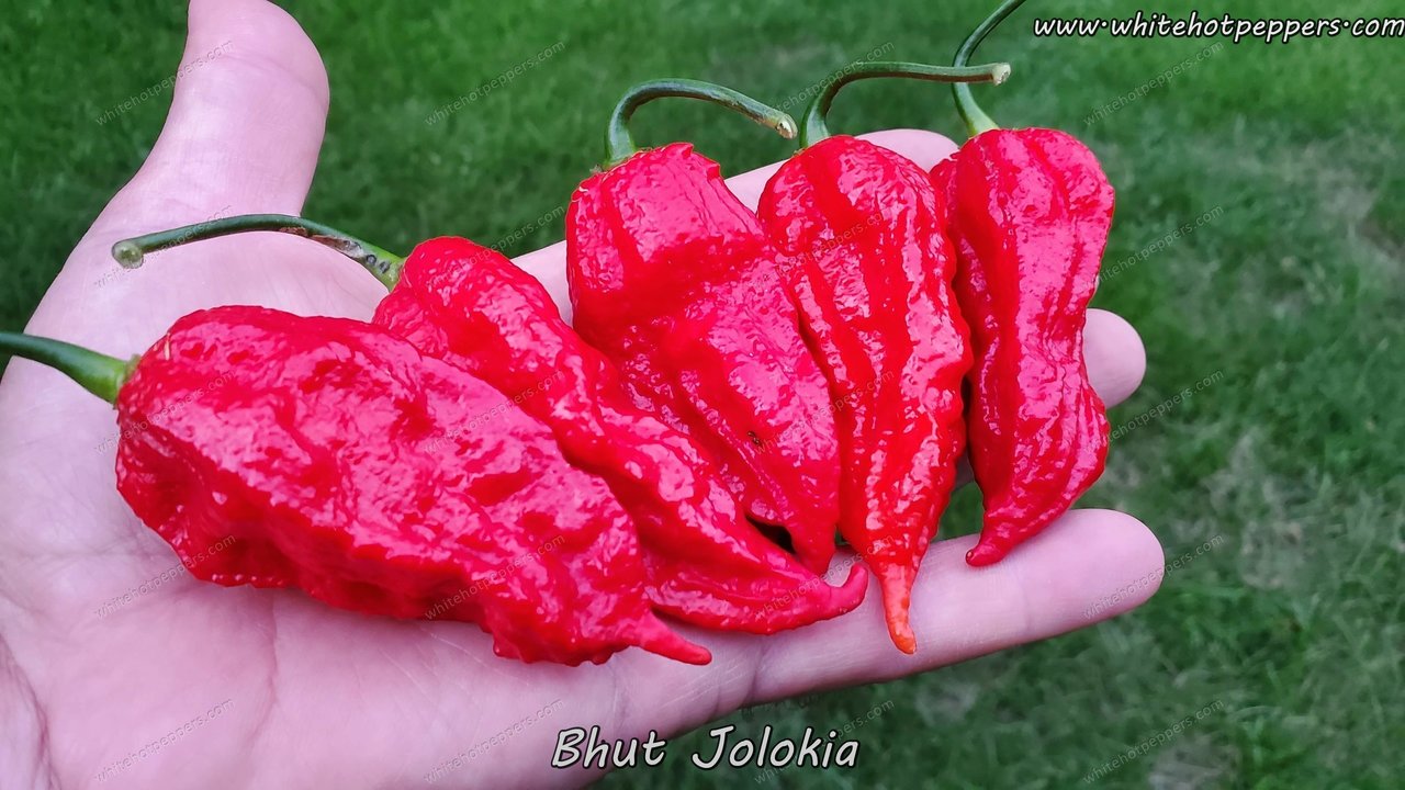 Bhut Jolokia (Ghost) - Pepper Seeds - White Hot Peppers