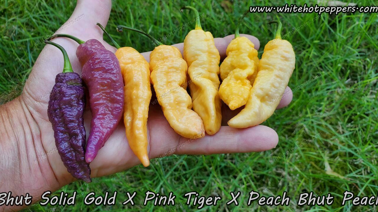 Bhut Jolokia Solid Gold x (Pink Tiger x Peach Bhut) - Pepper Seeds - White Hot Peppers