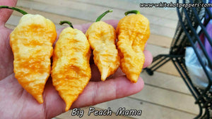 Big Peach Mama - Pepper Seeds - White Hot Peppers
