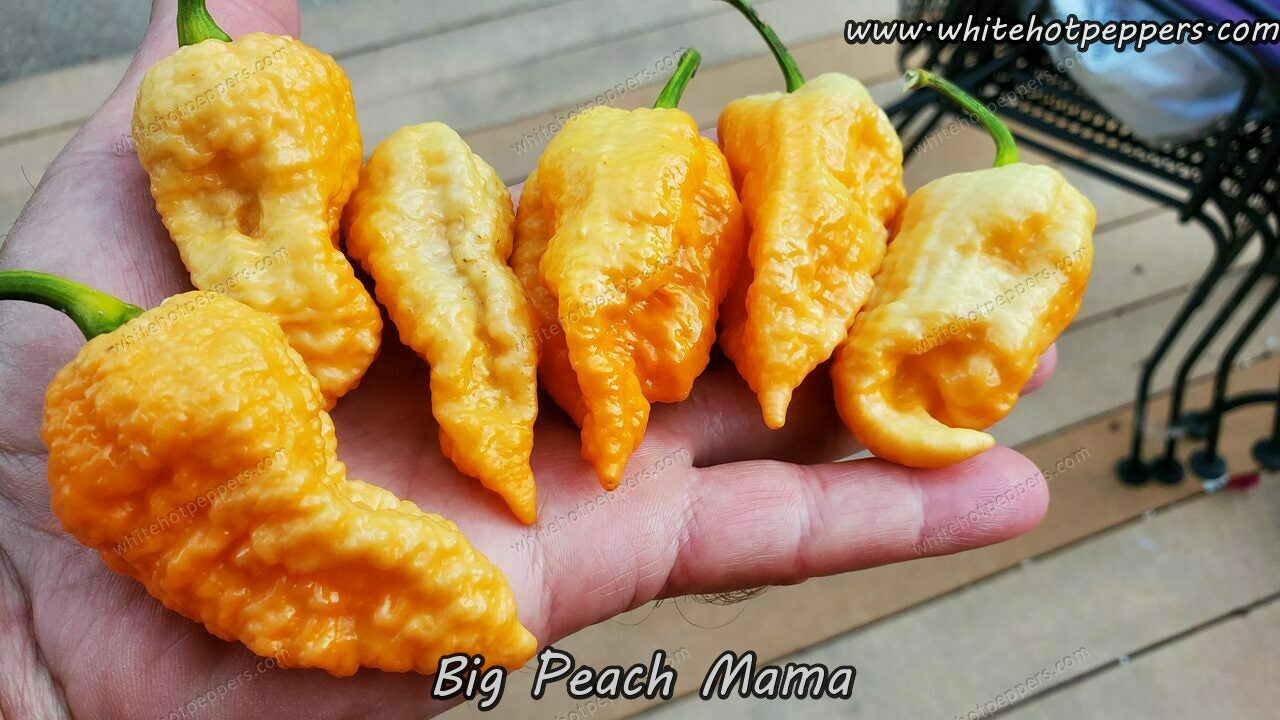 Big Peach Mama - Pepper Seeds - White Hot Peppers