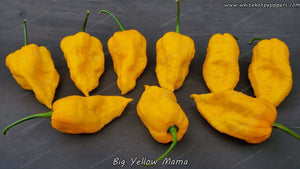 Big Yellow Mama - Pepper Seeds - White Hot Peppers