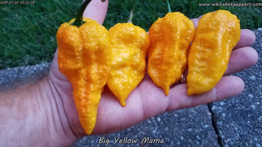 Big Yellow Mama - Pepper Seeds - White Hot Peppers