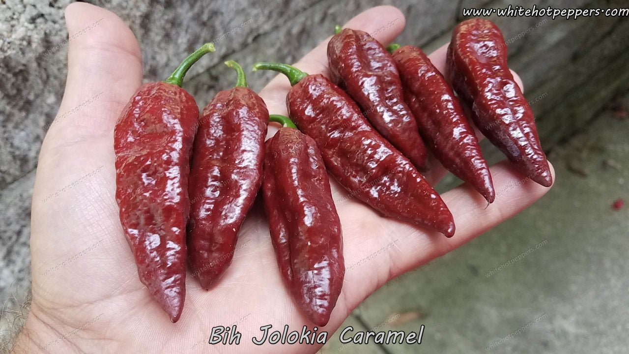 Bih Jolokia Caramel - Pepper Seeds - White Hot Peppers