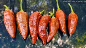 Bih Jolokia Caramel - Pepper Seeds - White Hot Peppers