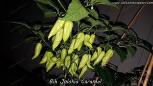 Bih Jolokia Caramel - Pepper Seeds - White Hot Peppers