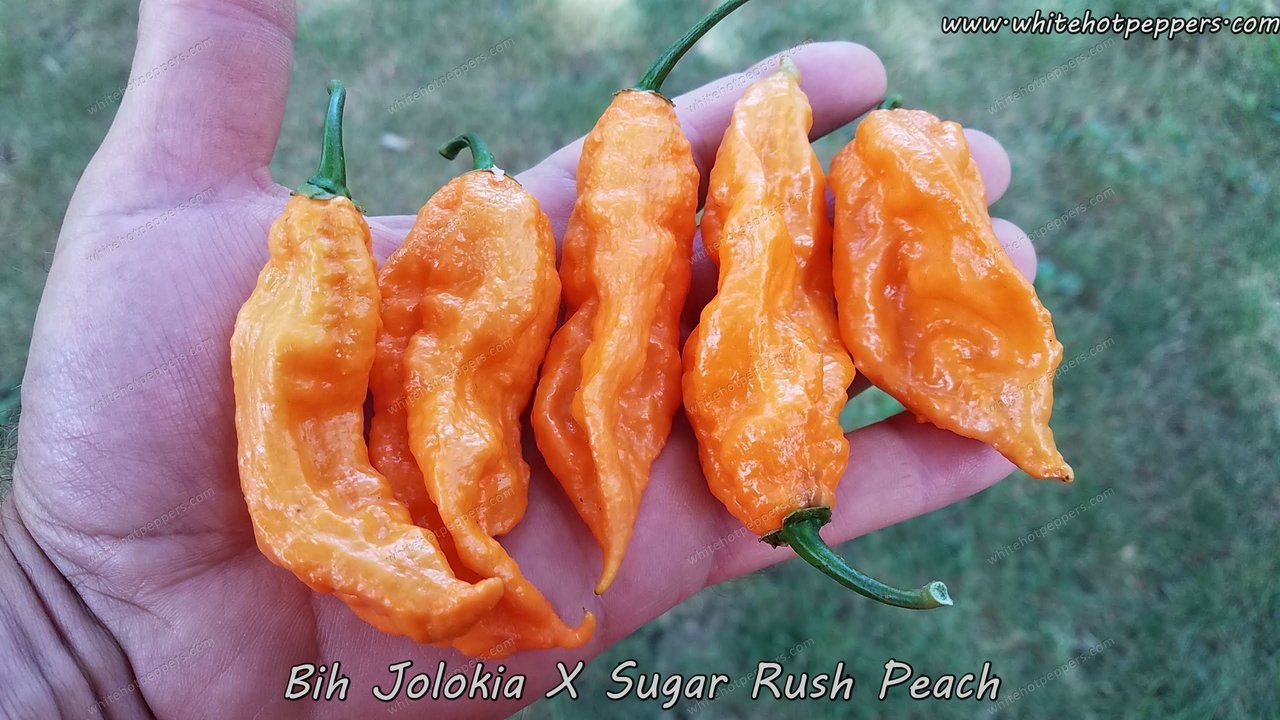 Bih Jolokia x Sugar Rush Peach - Pepper Seeds - White Hot Peppers